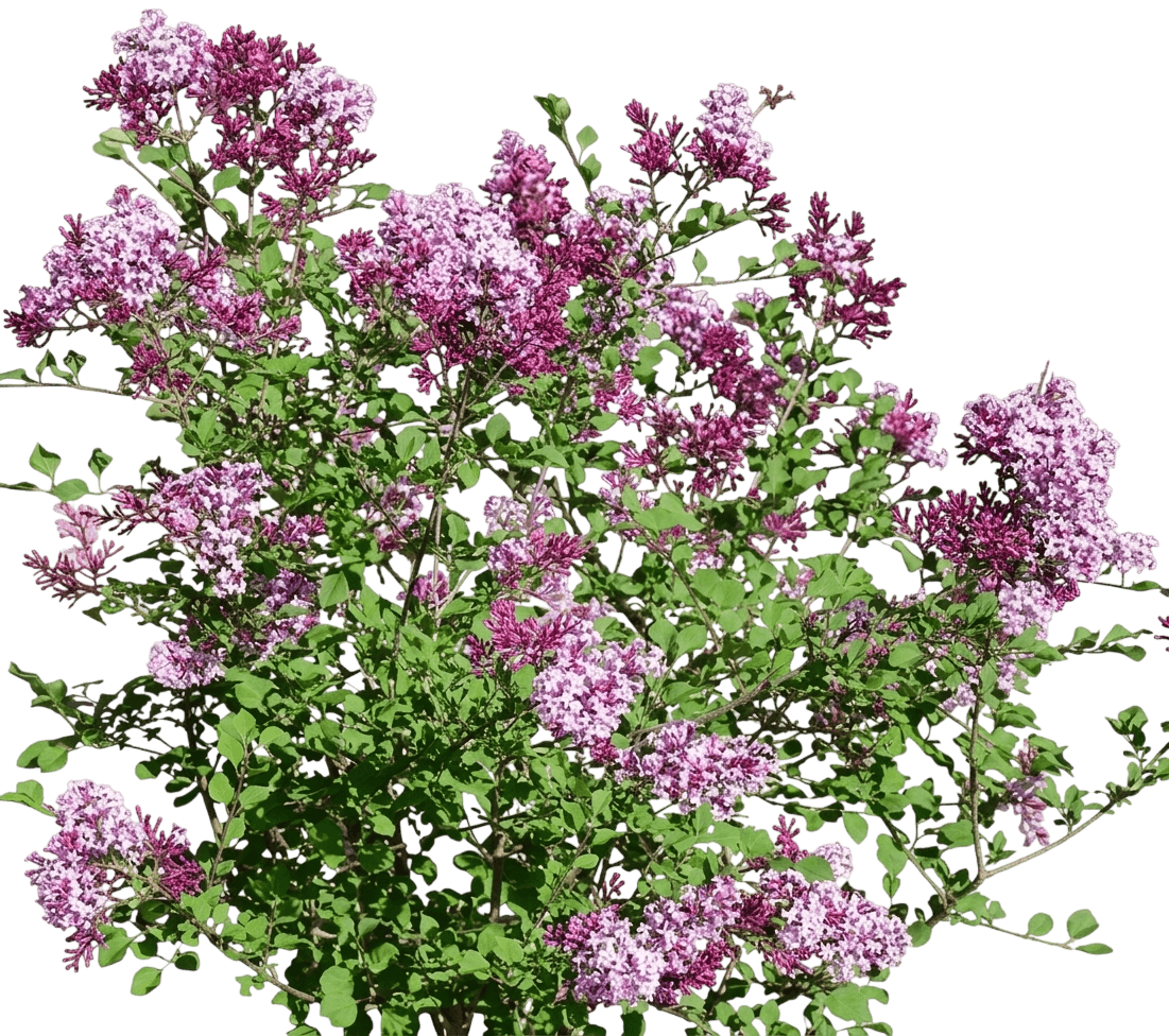 Crimson Doll™ Lilac (Syringa Crimson Doll 'Grecrimdoll') - Ground Layers