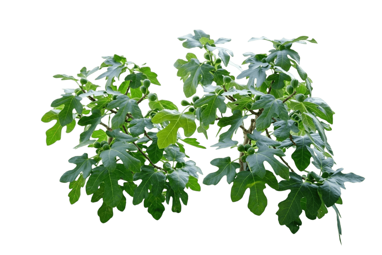 Fignomenal® Fig (Ficus Carica Fignomenal 'Pt-Df-14') - Fruit Trees