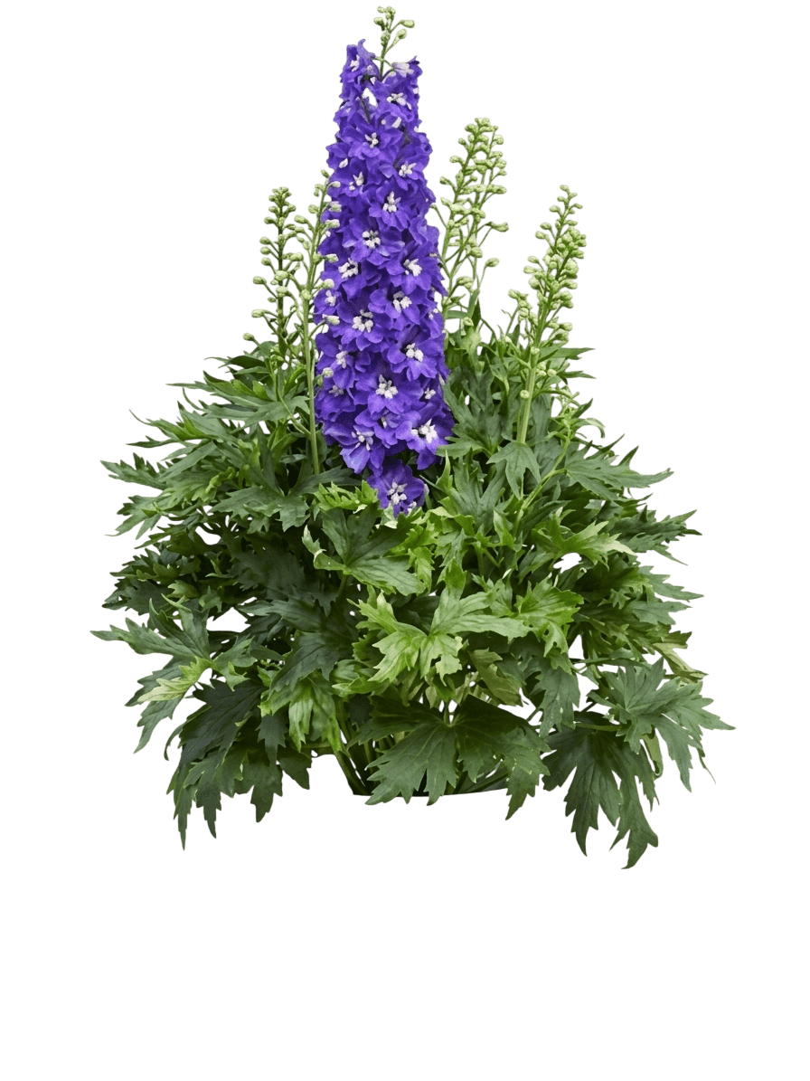 Larkspur (Delphinium Delgenius™ ‘Neva’) - Perennials