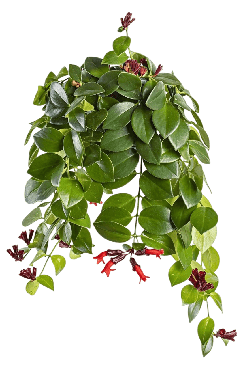 Purple Star Lipstick Plant (Aeschynanthus 'Purple Star') - Indoor Plants