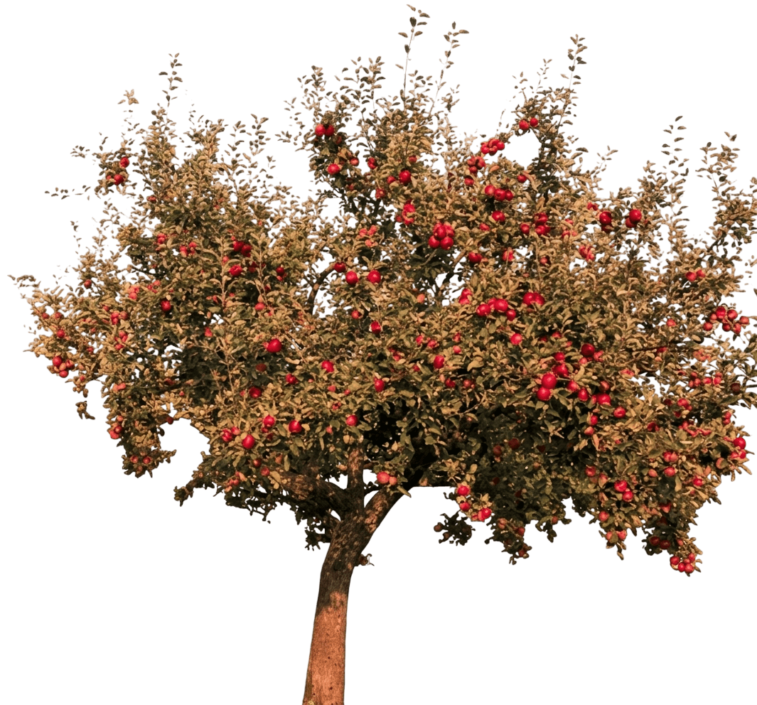 Apple, Red Delicious (Malus 'Red Delicious') - Fruit Trees