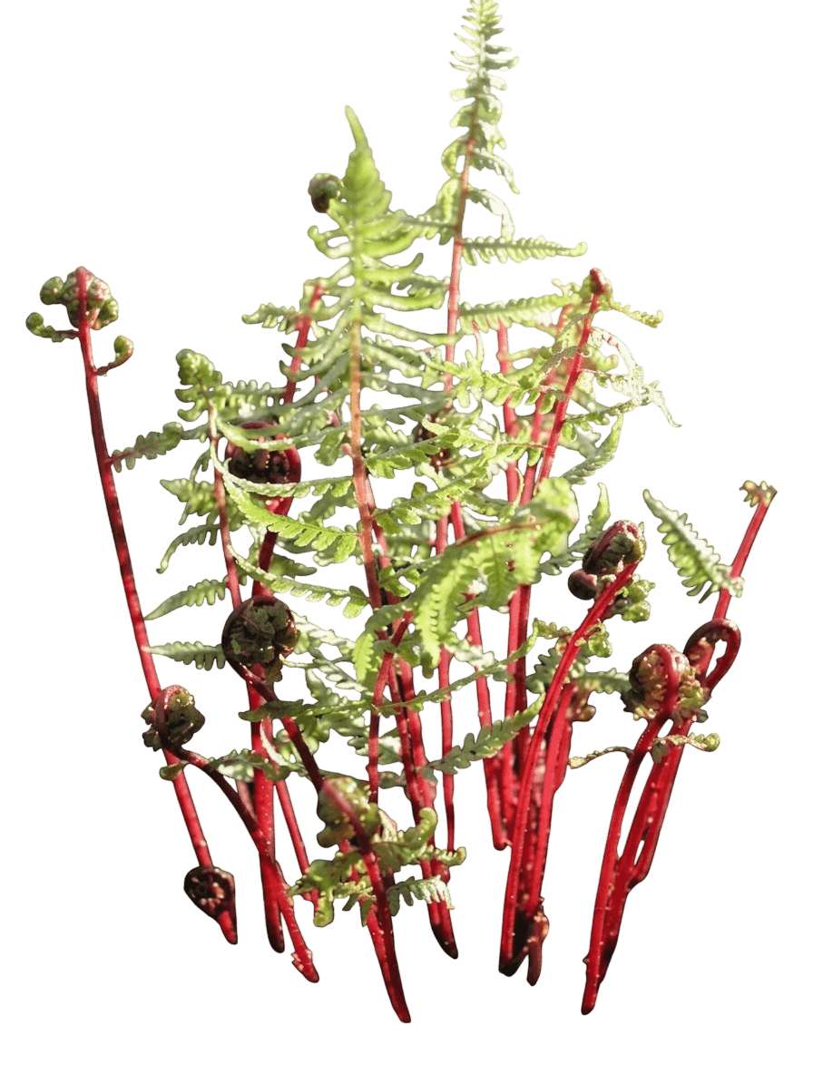 Lady in Red Fern (Athyrium Angustum Var. Felix-Forma 'Lady In Red') - Perennials