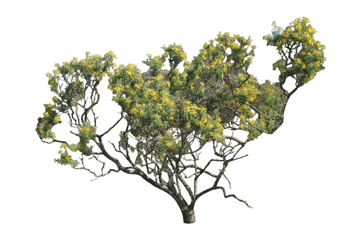 bladderpod (Peritoma Arborea) - Shrubs
