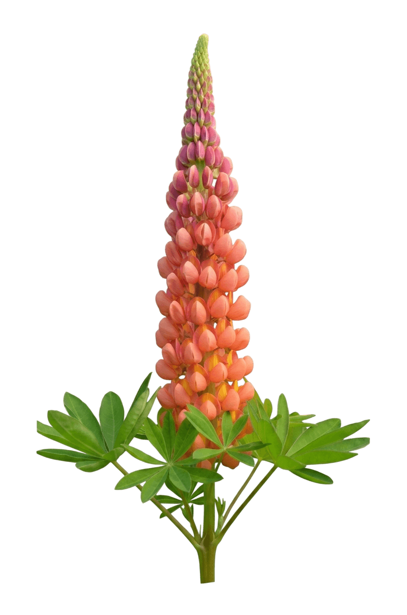 Westcountry™ Terracotta Lupine (Lupinus Polyphyllus Pp23,044 Var. Polyphyllus 'Terracotta') - Perennials