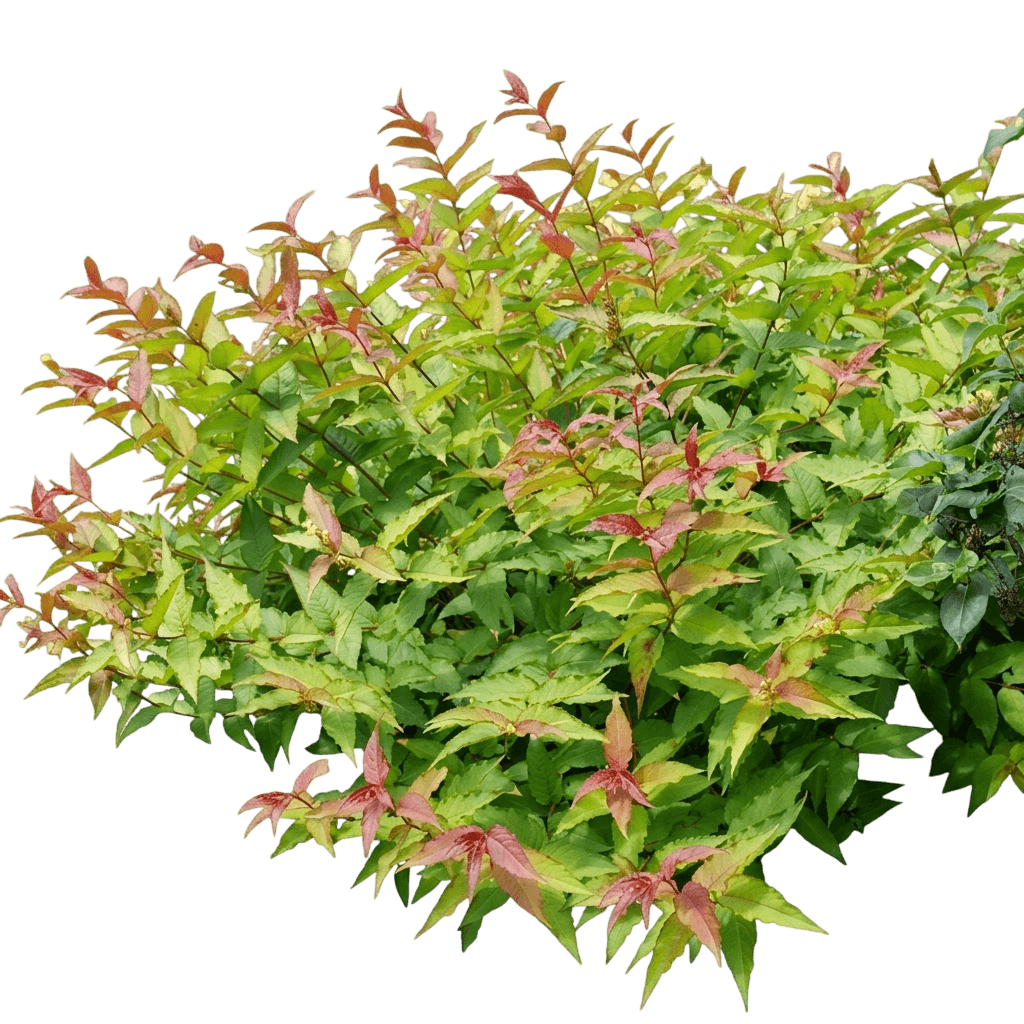 Kodiak® Red 2.0 Bush Honeysuckle (Diervilla X Kodiak Red 2.0 'Smndsd') - Ground Layers