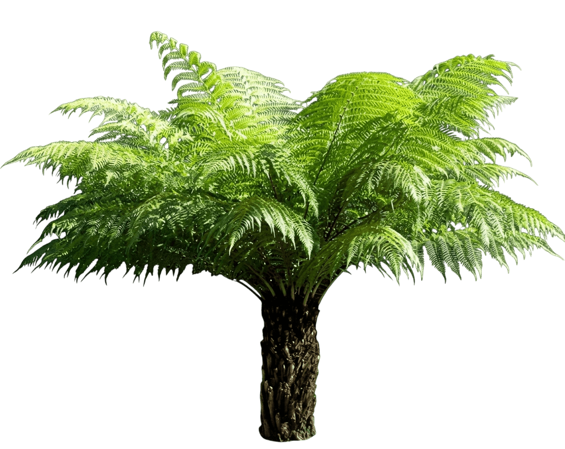 Tasmanian Tree Fern (Dicksonia Antarctica) - Perennials