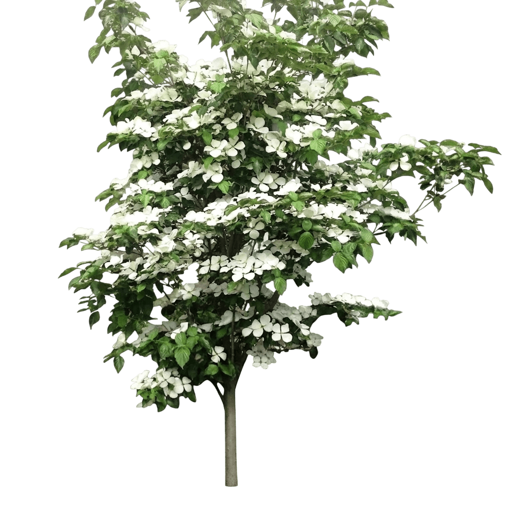 Venus Dogwood (Cornus Hybrid 'Kn30-8') - Flowering Trees