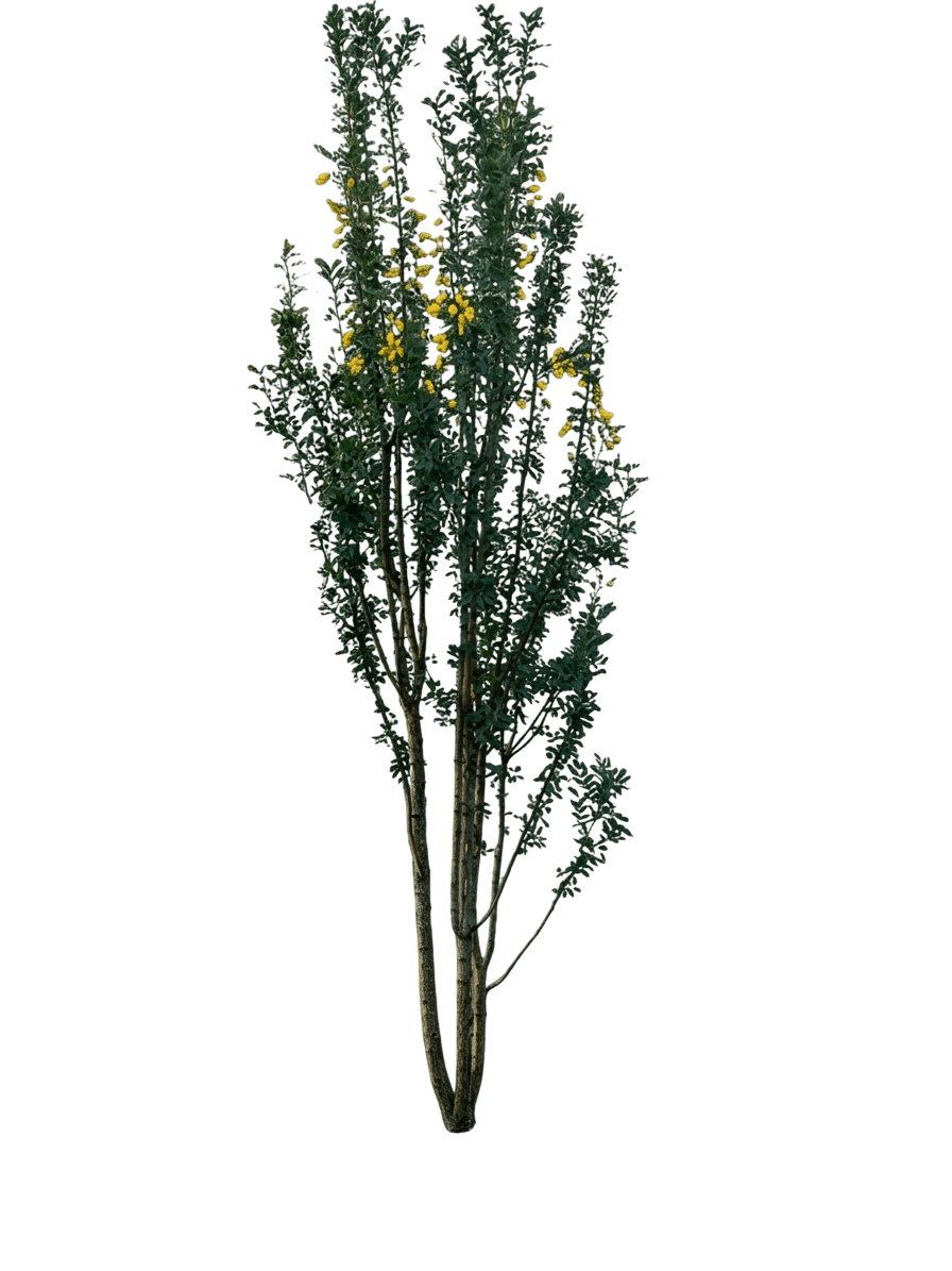 Peashrub, Sutherland (Caragana Arborescens ‘Sutherland’) - Flowering Trees