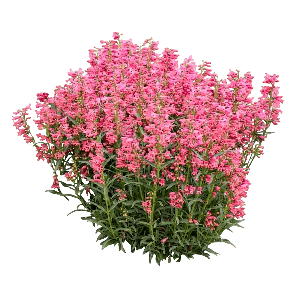 Dakota Verde Penstemon (Penstemon 'Tnpendv') - Perennials