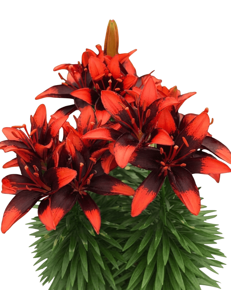 Dwarf Asiatic Hardy Lily (Lilium Lily Looks Tiny Parrot) - Perennials