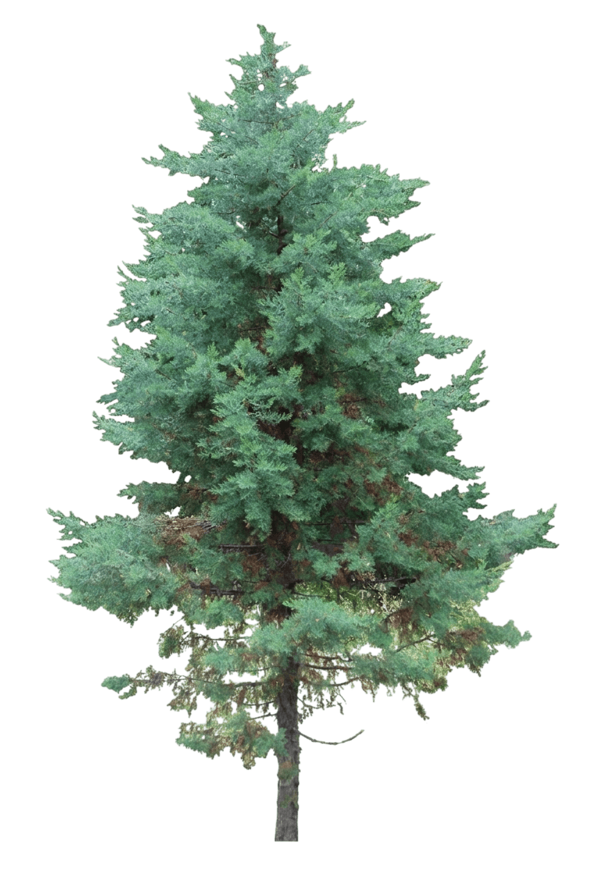 Modoc cypress (Hesperocyparis Bakeri) - Evergreen trees