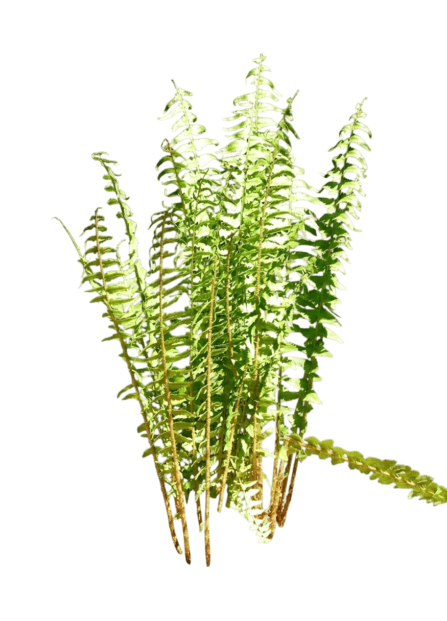 Tokyo Wood Fern (Dryopteris Tokyoensis) - Perennials