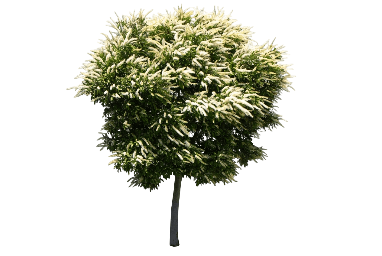 Ivory Curl Tree (Buckinghamia Celsissima) - Flowering Trees