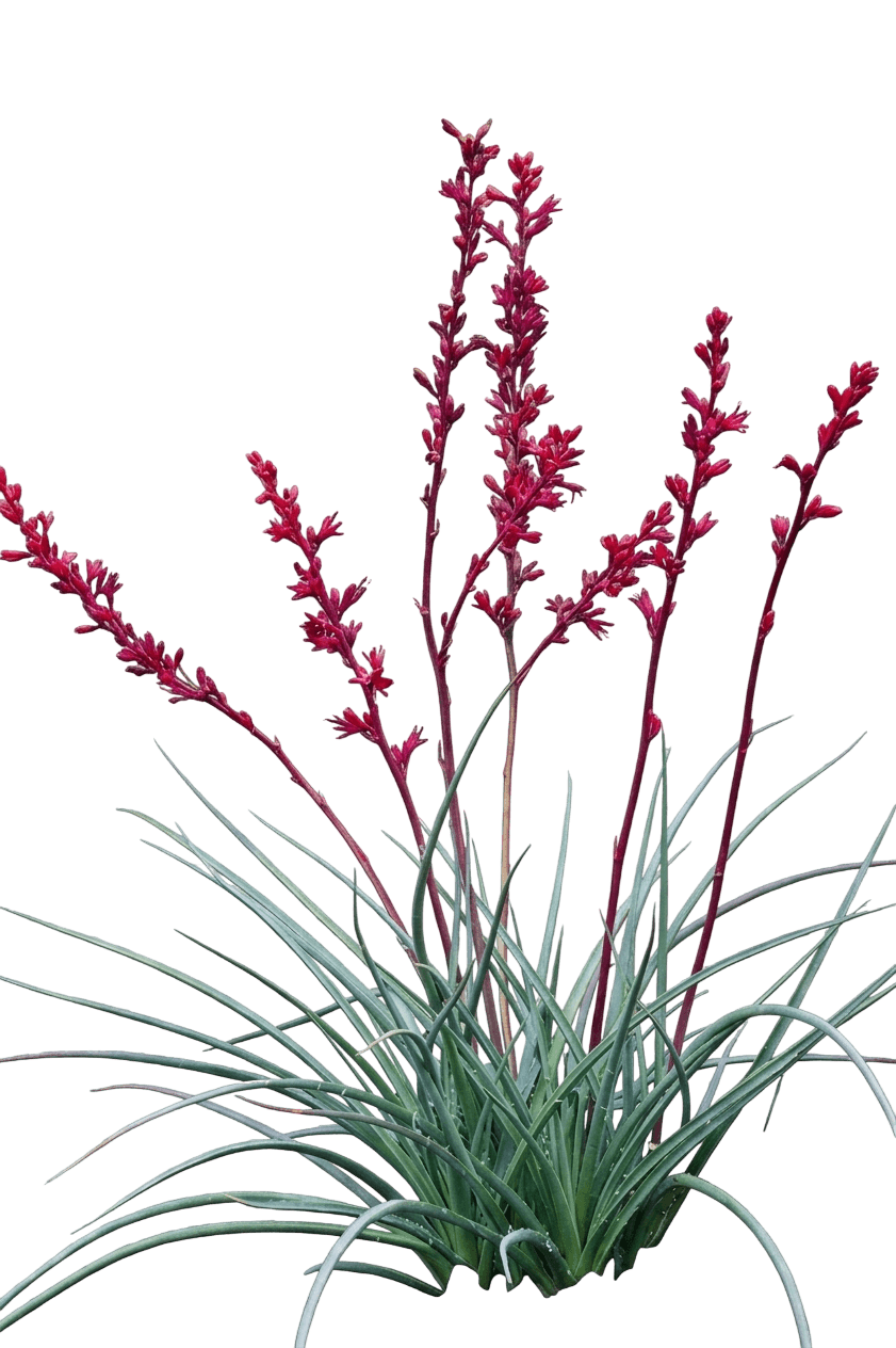 Brakelights Red False Yucca (Hesperaloe Parviflora Brakelights 'Perpa') - Succulents