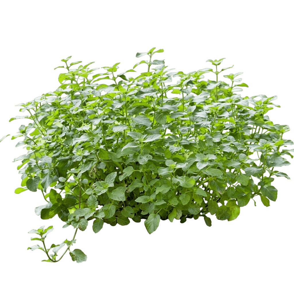 Kentucky Colonel Spearmint (Mentha Spicata 'Kentucky Colonel') - Perennials