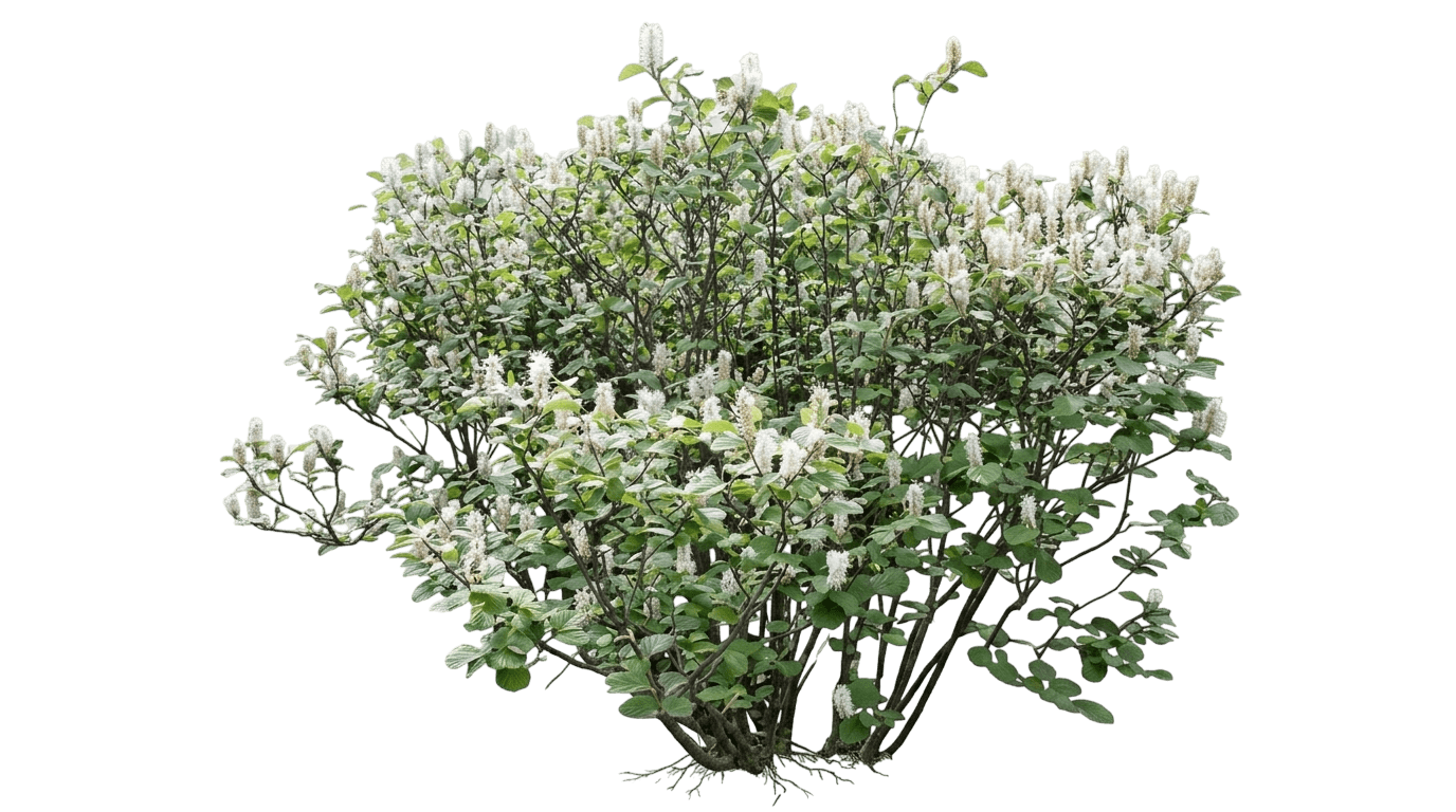 Legend Of The Small Bottlebrush (Fothergilla × Intermedia 'Ncfi1') - Ground Layers