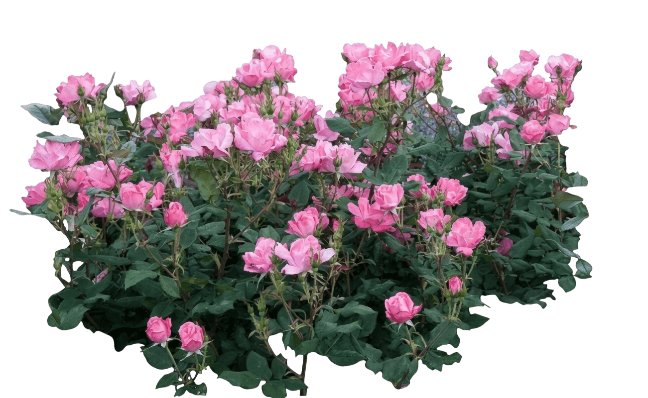 Pink Knock Out® Shrub Rose (Rosa X Var. X 'Radcon') - Shrubs