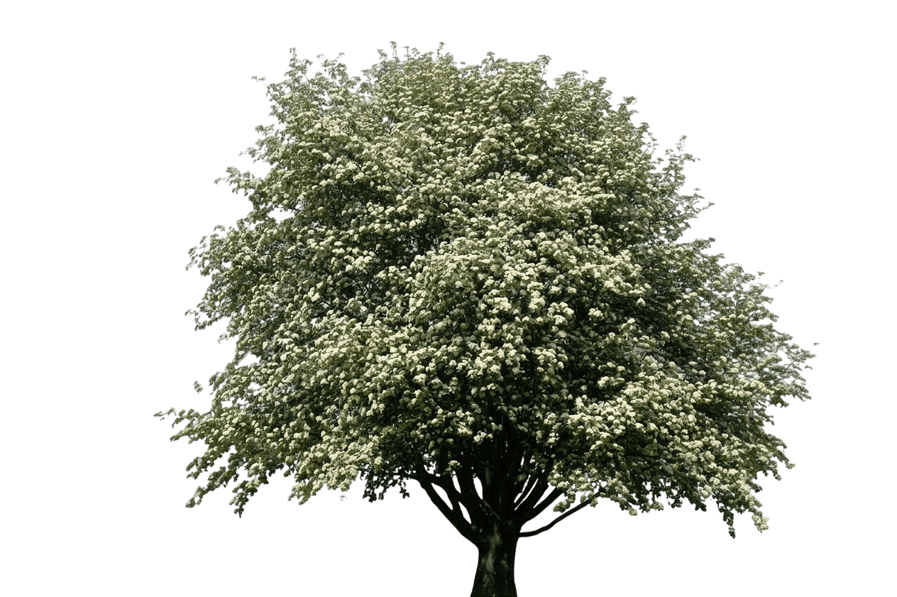 Swedish Whitebeam (Sorbus Intermedia) - Flowering Trees