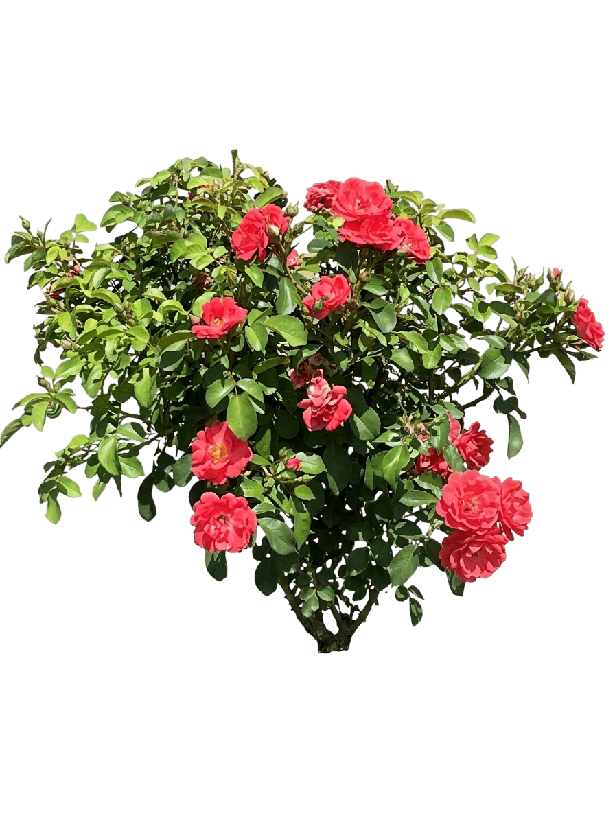 Coral Groundcover Roses 'Meidrifora' Coral Drift® (Rosa Pp19148 'Meidrifora') - Ground Layers