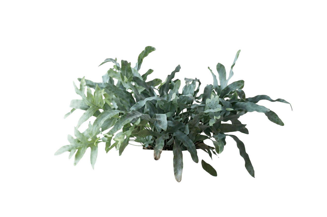 Blue Star Fern (Phlebodium Aureum) - Indoor Plants