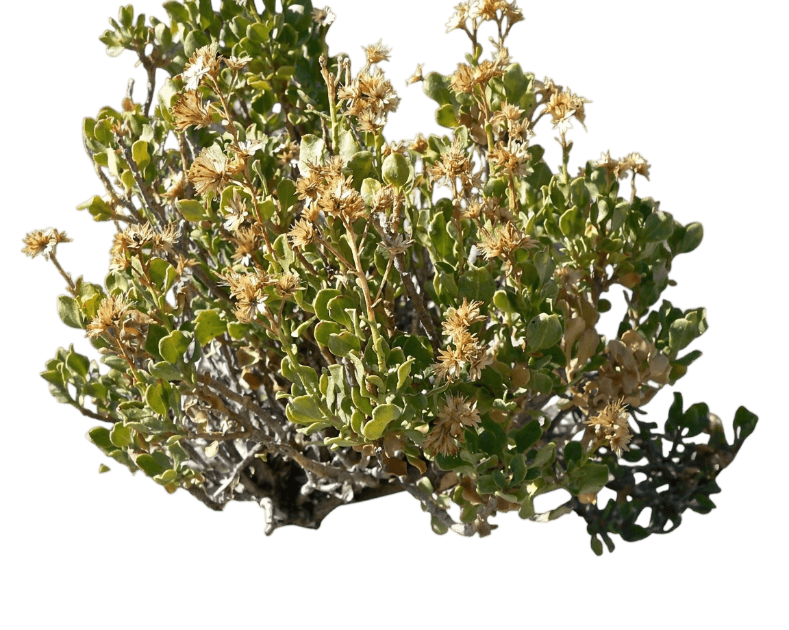 compact goldenbush (Ericameria Cuneata) - Shrubs