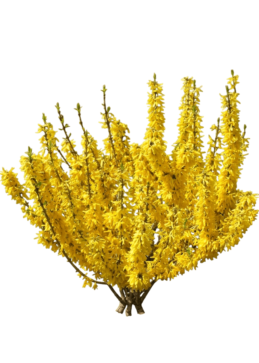 Dwarf Forsythia 'Nimbus' Pp23838 Show Off® (Forsythia X Sugar Baby® 'Nimbus') - Ground Layers