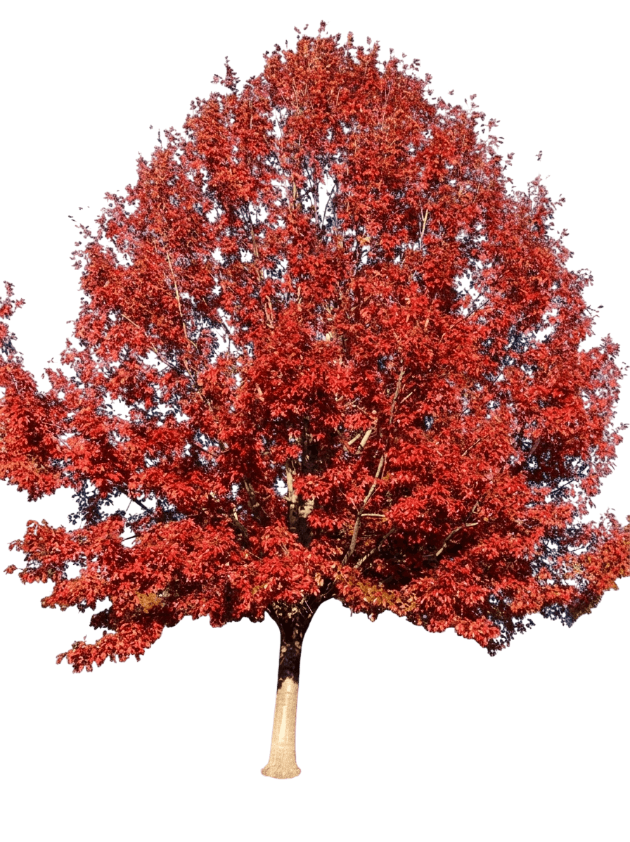 Shumard Red Oak (Quercus Shumardi) - Shade Trees