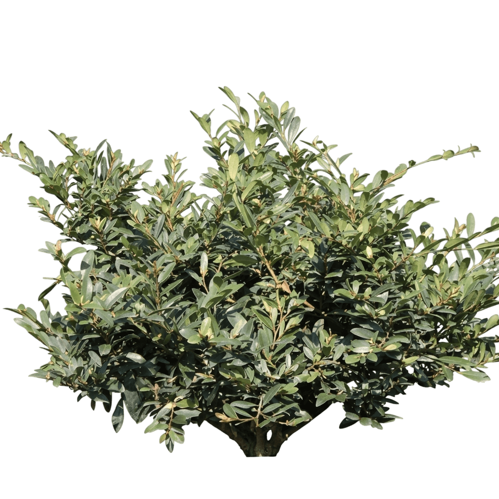 Buckhead™ Bold Distylium (Distylium Buxifolium Var. Buxifolium 'Zhdis12-16') - Shrubs