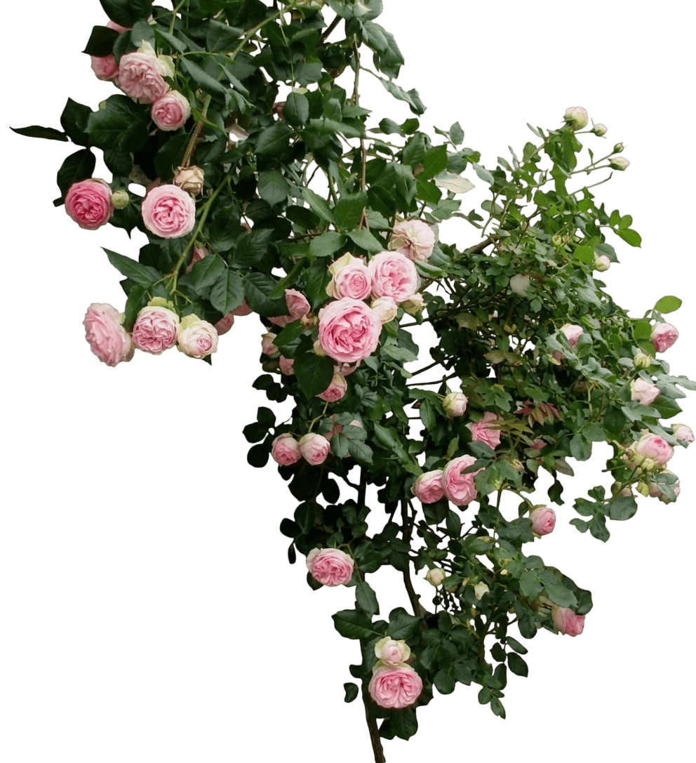 Ringo® Double Red Rose (Rosa X Var. X 'Chewringodouble') - Shrubs