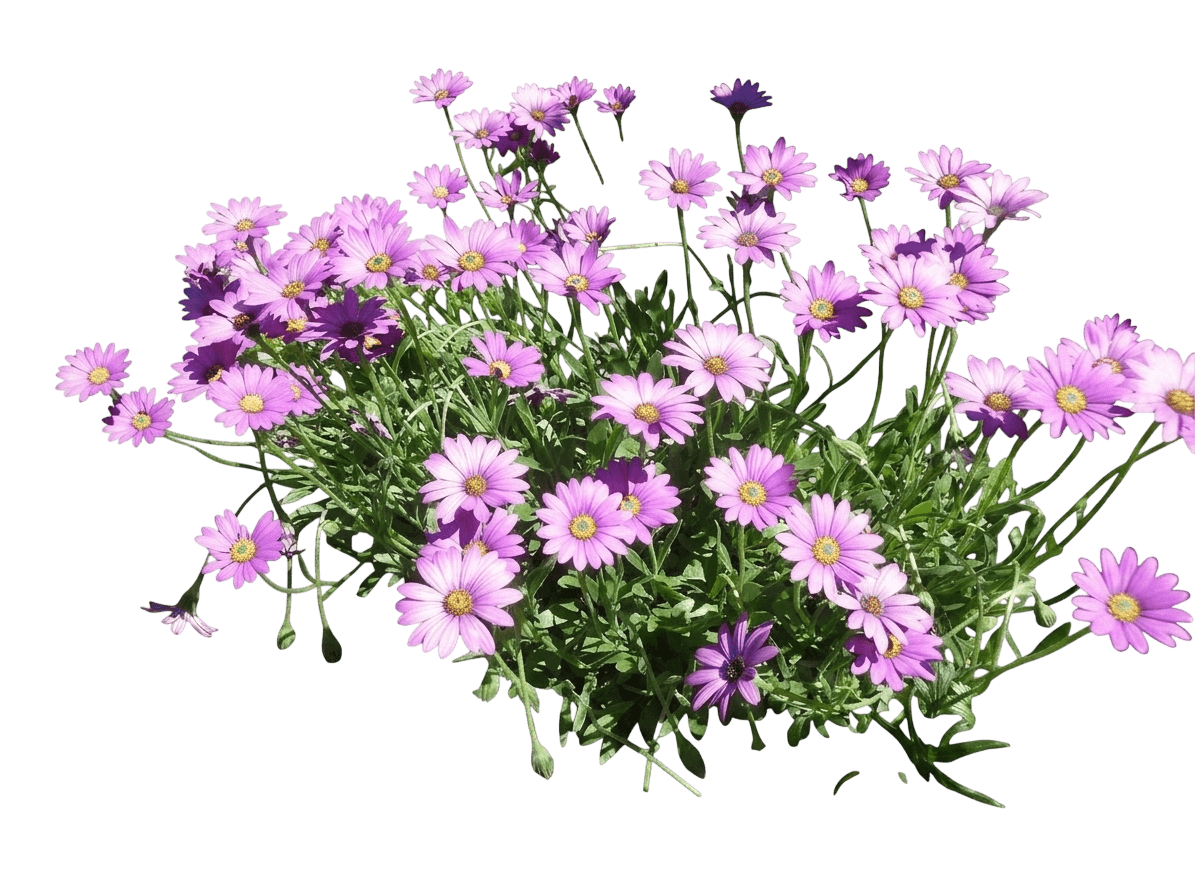 Purple Mountain Sun Daisy (Dimorphotheca Barberae 'P005S') - Perennials