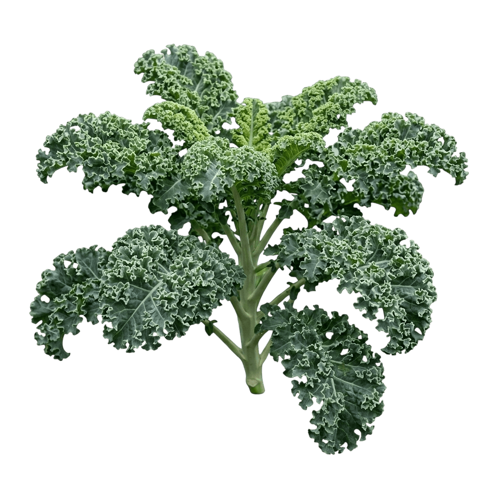 Dwarf Siberian Kale (Brassica 'Dwarf Siberian') - Perennials
