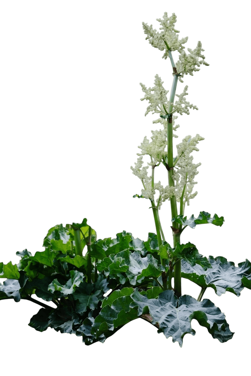 Chipman'S Canada Red Rhubarb (Rheum × Hybridum 'Canada Red') - Perennials