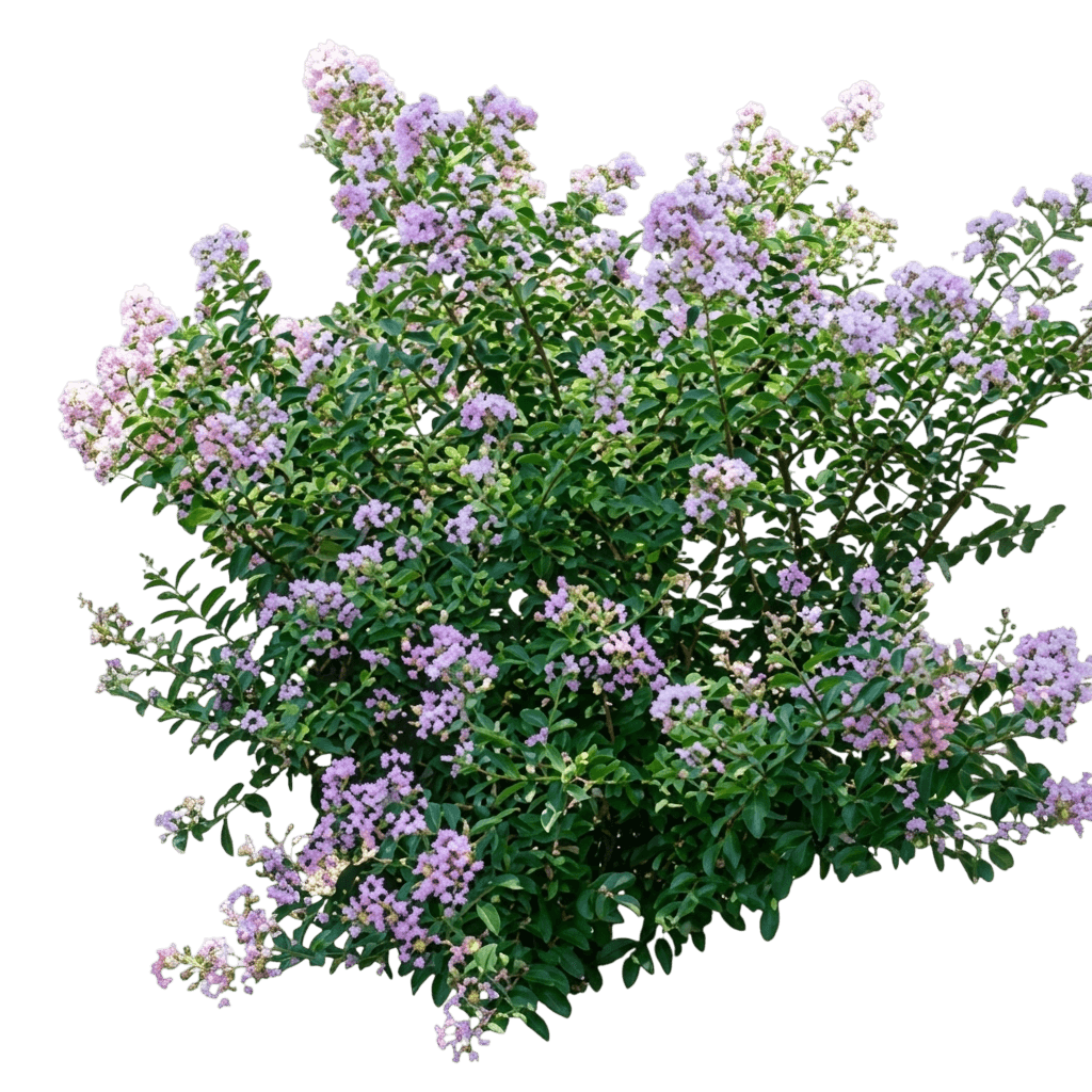 Cotton Candy Greatmyrtle™ Crape Myrtle (Lagerstroemia X Cotton Candy 'G19235') - Ground Layers
