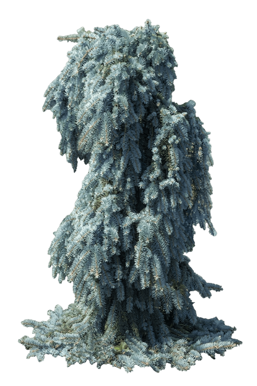 The Blues Weeping Blue Spruce (Picea Pungens 'The Blues') - Evergreen Trees