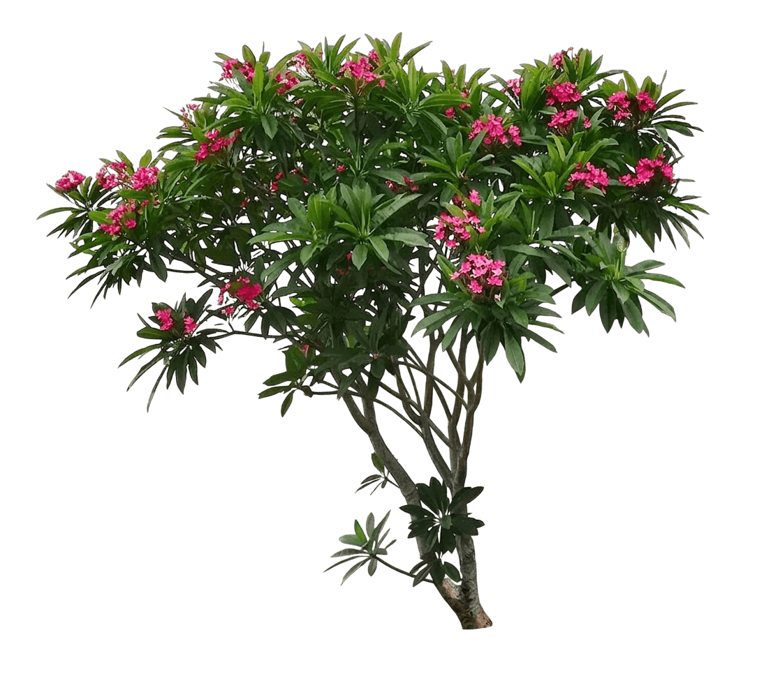 Frangipani (Plumeria Rubra) - Flowering Trees