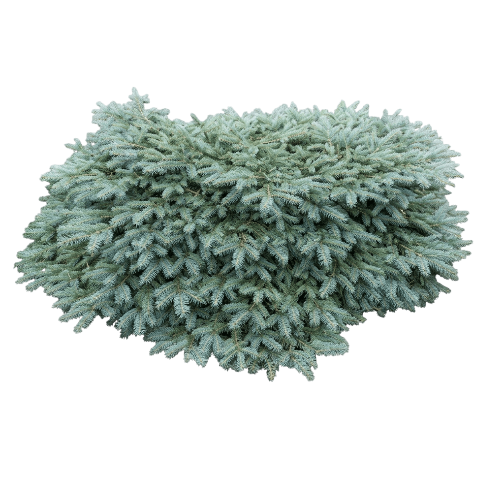 Millbrook Colorado Blue Spruce (Picea Pungens ‘Millbrook’) - Ground Layers
