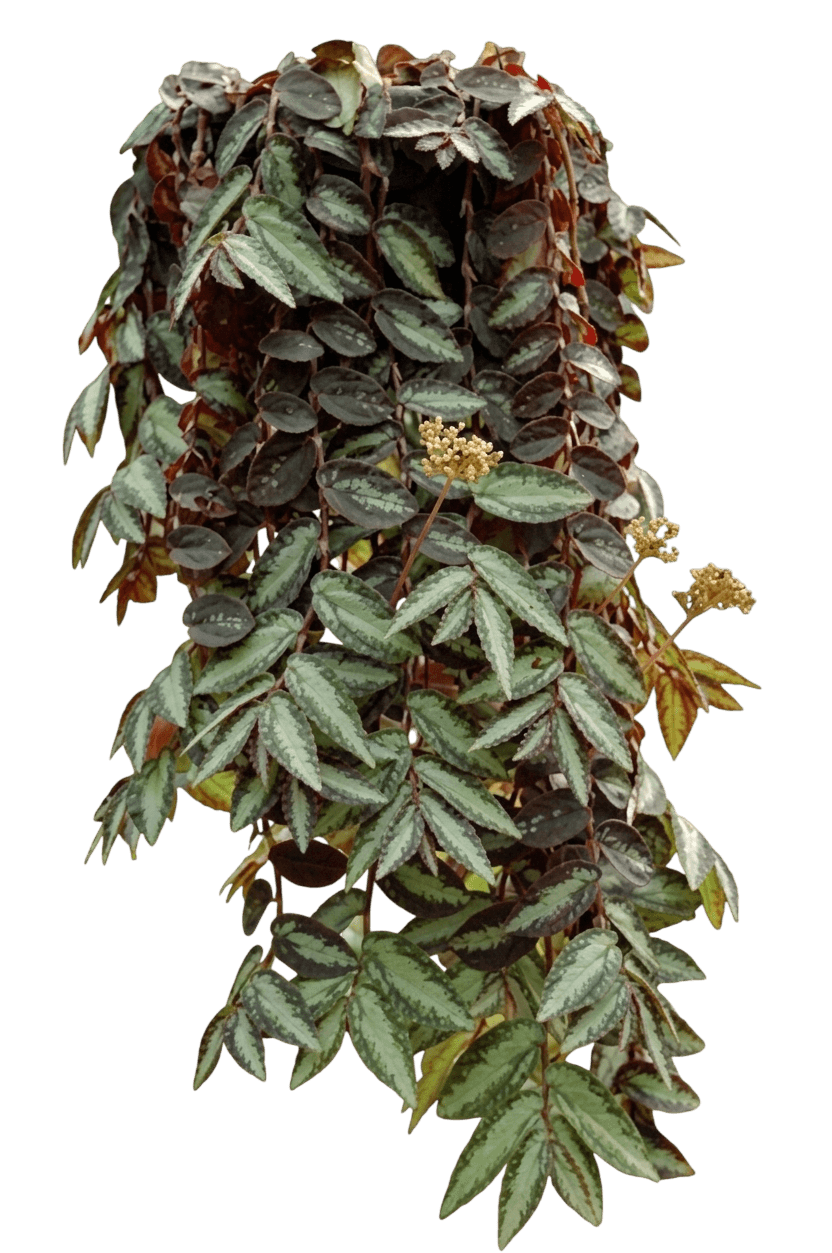 Trailing Watermelon Begonia (Procris Repens) - Ground Layers