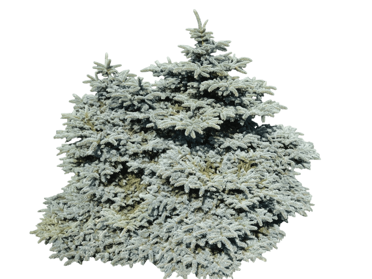 Spruce, Compact Colorado Blue (Picea Pungens ‘Compacta’) - Evergreen Trees