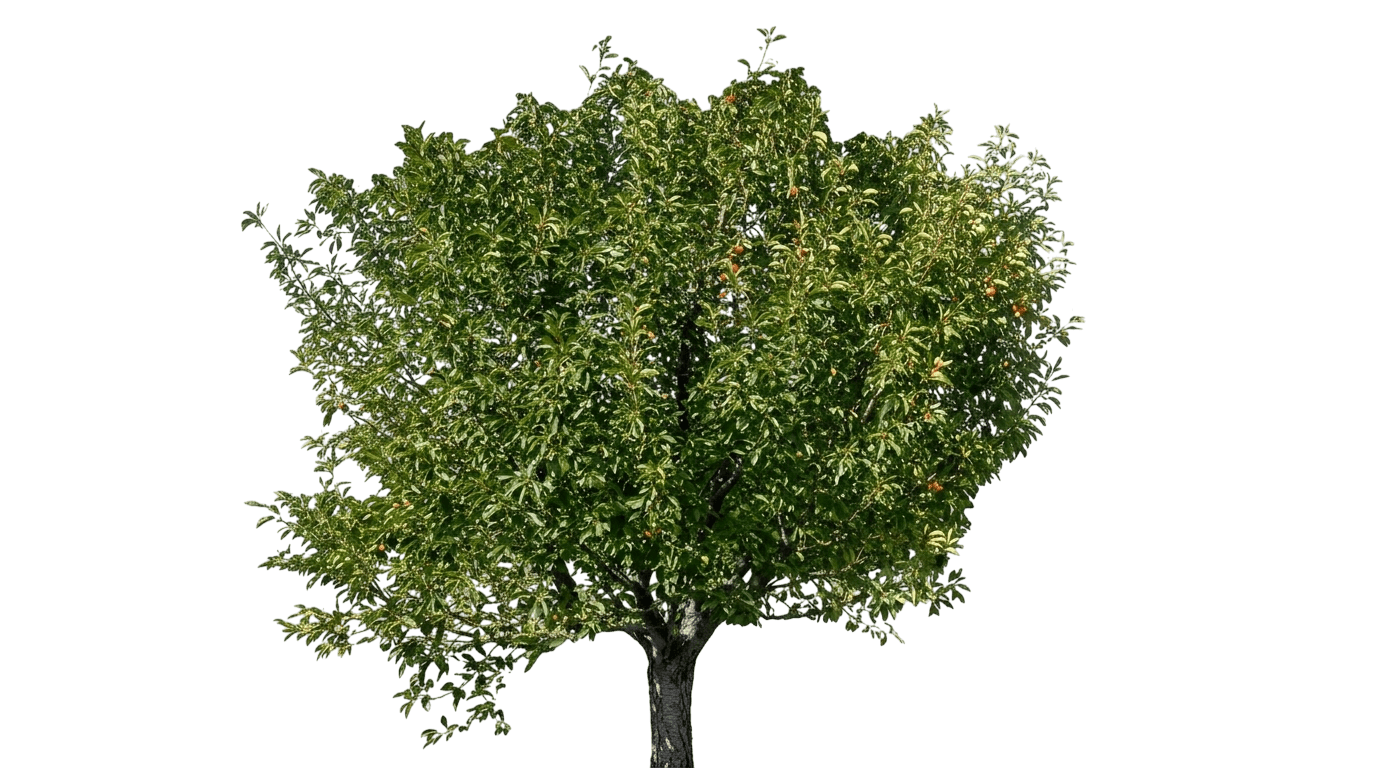 Sweet Cherry Pie Sour Cherry (Prunus Cerasus 'Eubank') - Fruit Trees