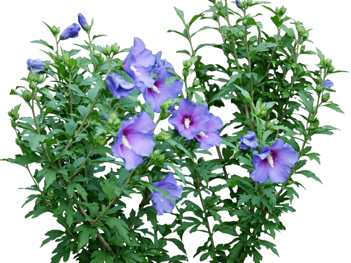 Paraplu® Violet Rose Of Sharon (Hibiscus X Paraplu Violet 'Minsybv3S01') - Ground Layers