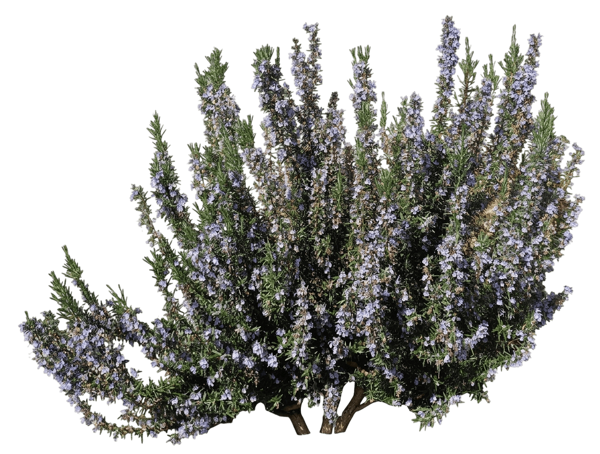 Blue Cascade® Rosemary (Salvia Rosmarinus Var. Rosmarinus 'Ria') - Shrubs