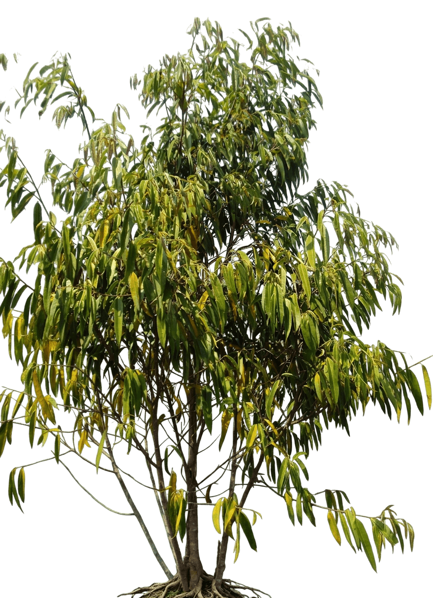 narrow leaf fig (Ficus Longifolia) - Evergreen trees