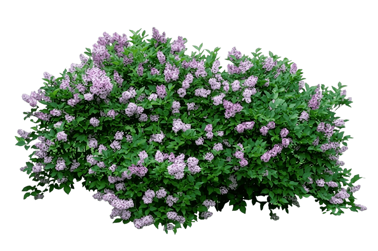 Lilac, Korean (Syringa Pubescens Subsp. Patula) - Ground Layers