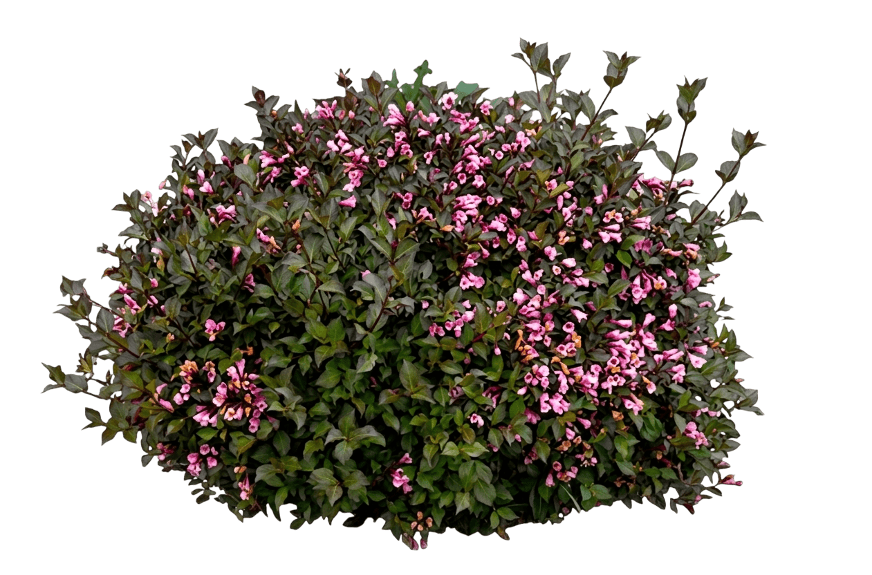 Weigela, Java Red (Weigela Florida ‘Java Red’) - Ground Layers