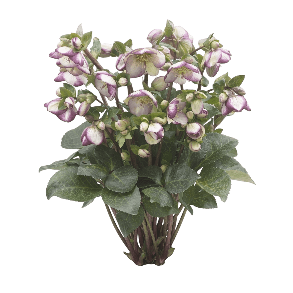 Frostkiss® Glenda'S Gloss® Lenten Rose (Helleborus X Pp28,008 Var. X 'Epb 25') - Perennials