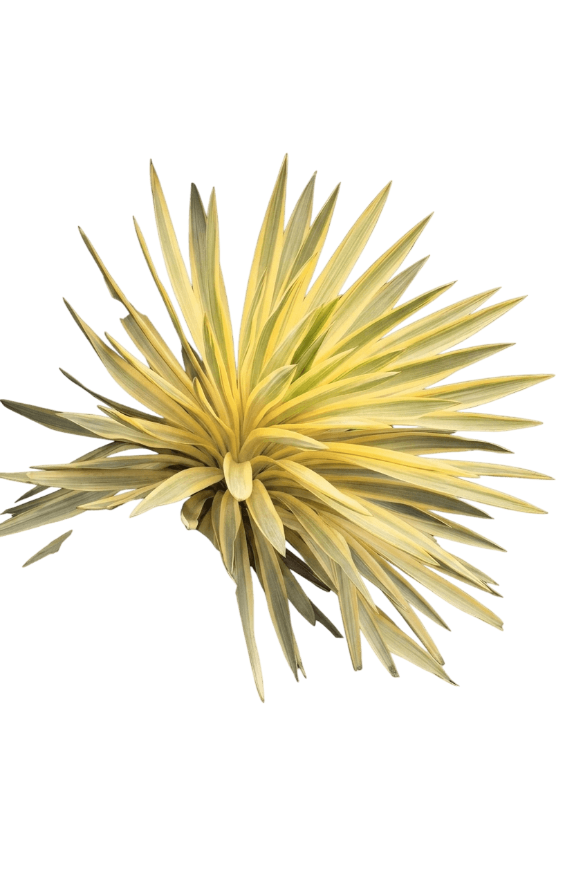 Bright Star Yucca (Yucca Gloriosa Var. Recurvifolia 'Walbristar') - Succulents