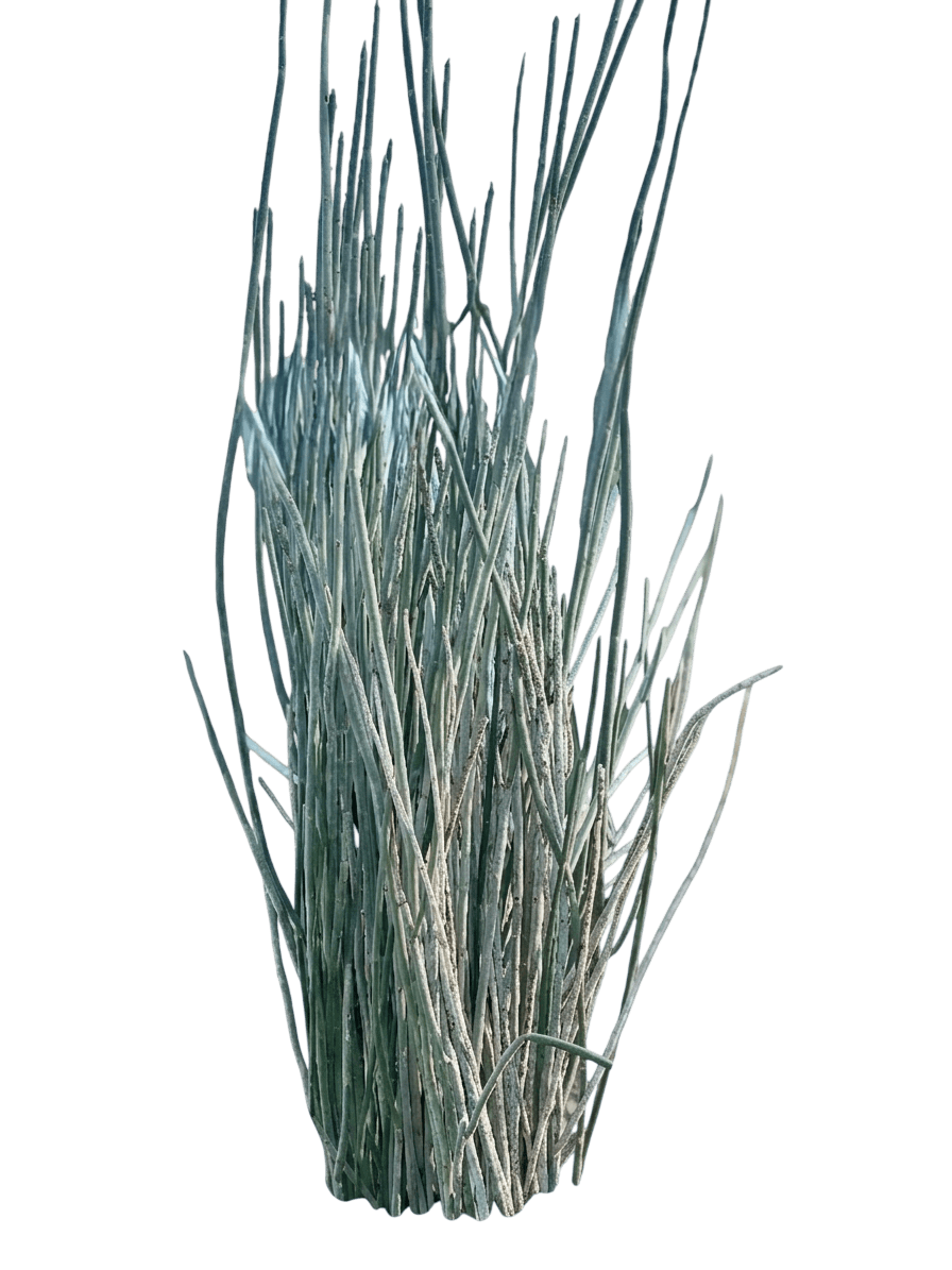 Candelilla (Euphorbia Antisyphilitica) - Succulents