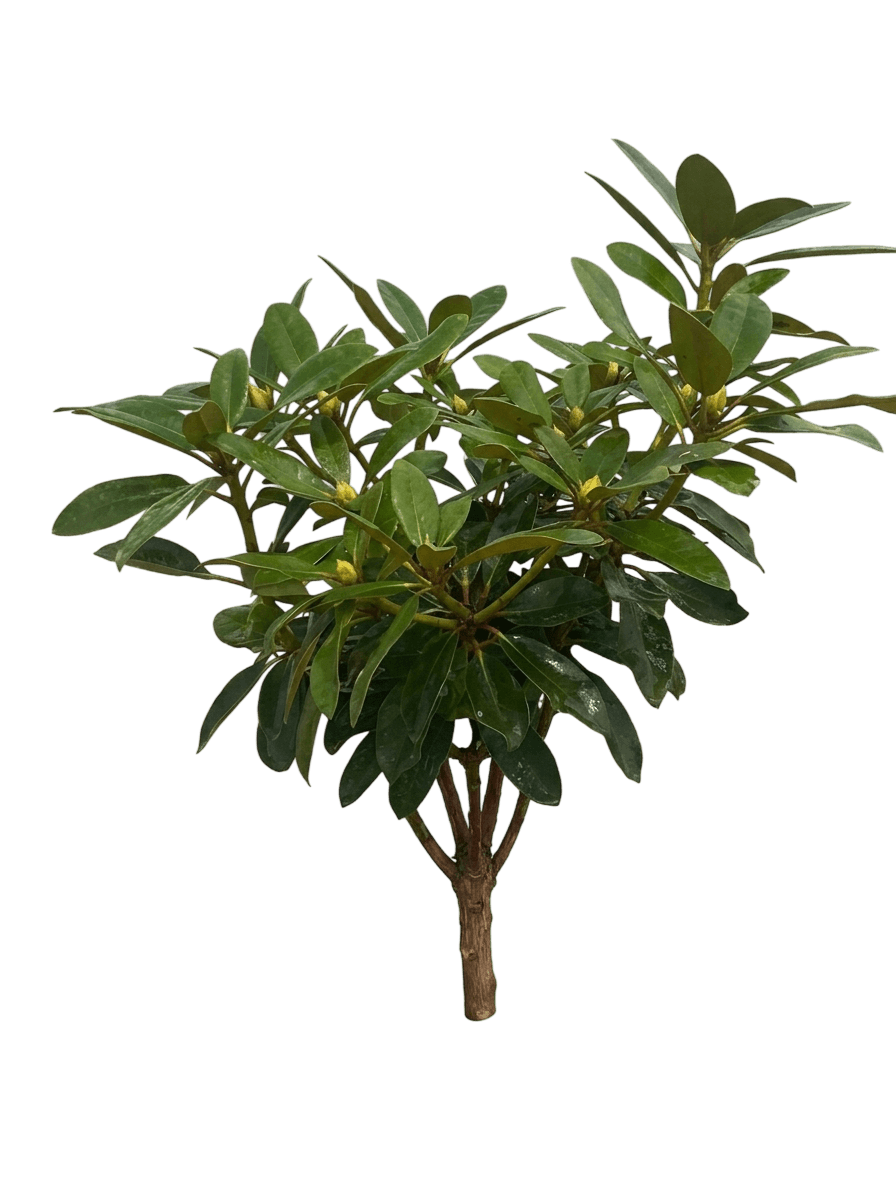 Holden’S™ Red Rhododendron (Rhododendron Pp 35,416 Var. Hybrid 'Holdenrhodo221') - Shrubs