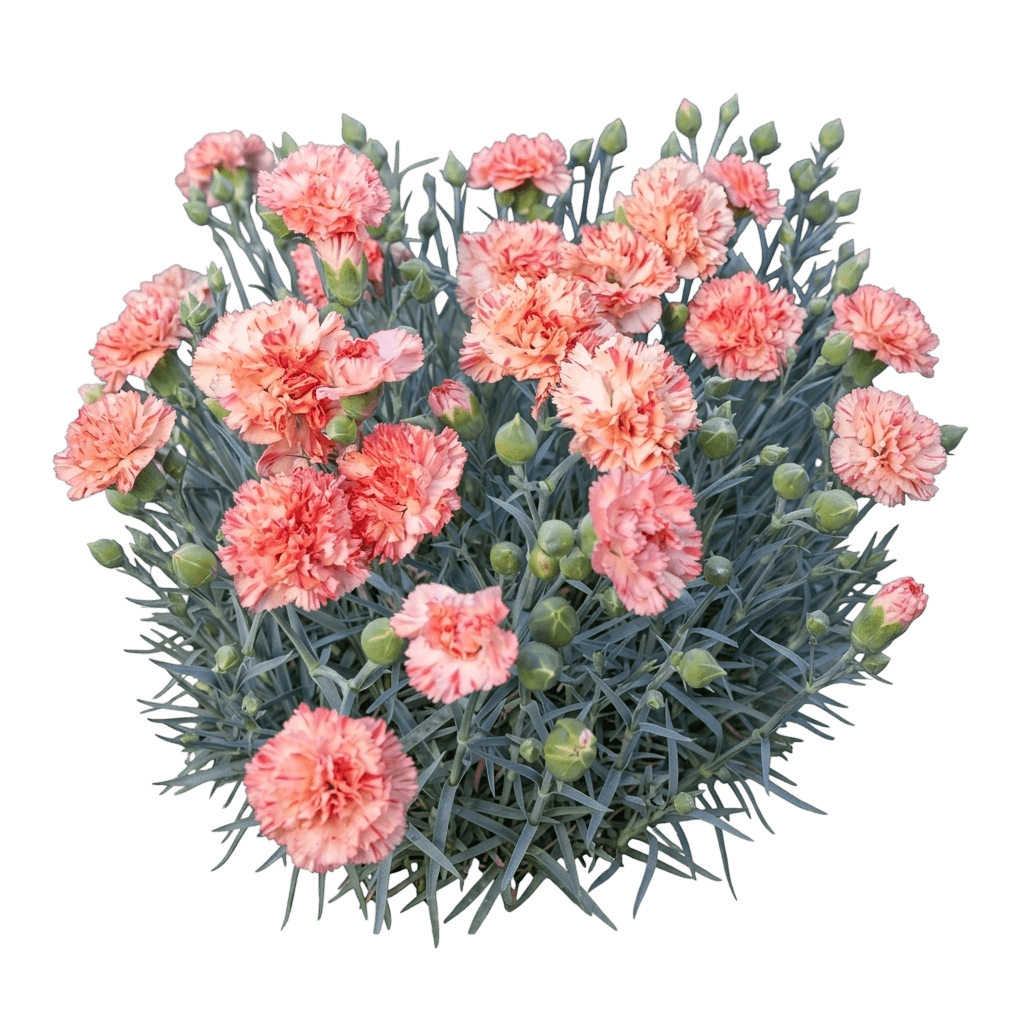Scent First Orange Sparkler Dianthus (Dianthus Hybrida 'Kleda28787') - Perennials