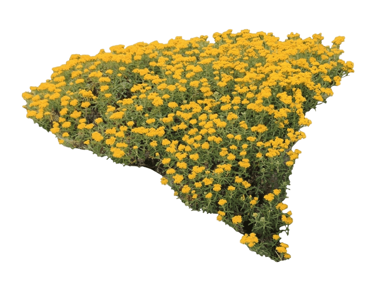 lizard''s tail (Eriophyllum Staechadifolium) - Shrubs